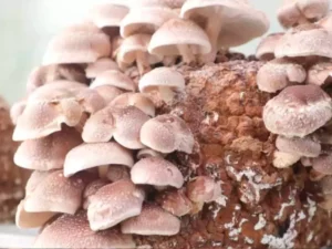 Cultivar Shiitake