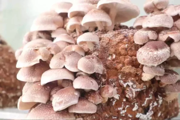 Cultivar shiitake