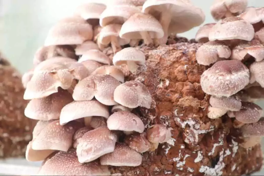 Cultivar Shiitake