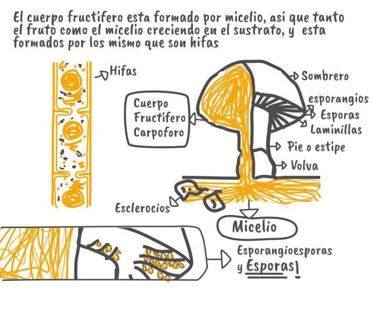 Partes del hongo