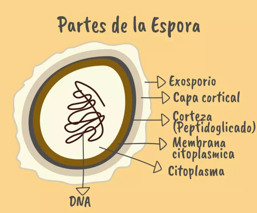 Todas Las Partes Del Hongo; También Las Partes Del Micelio Y Las Esporas 6 Partes espora endoespora scaled