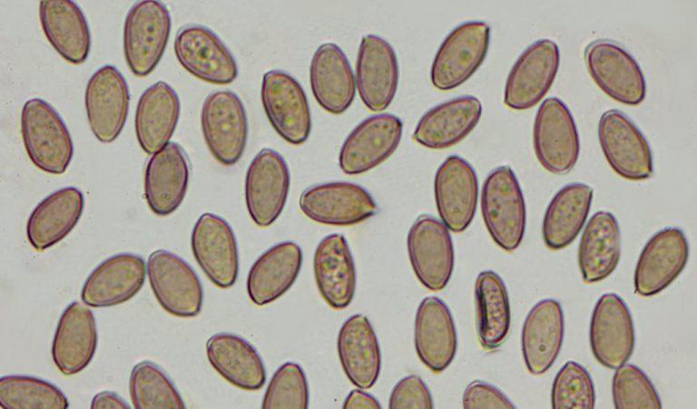Estructura de las Esporas de Hongos 4 esporas de spilocibe