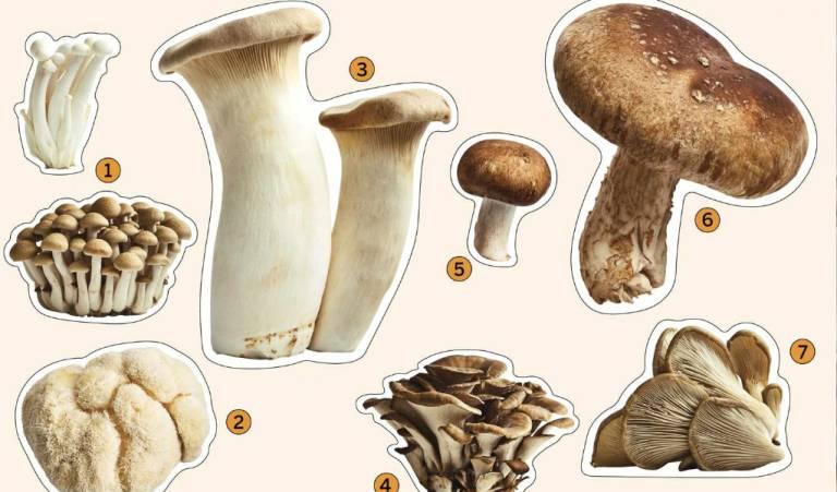 Tipos de hongos y setas, Las 3 principales clasificaciones! 4 tipos de hongos
