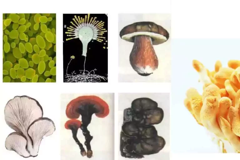 clasificaciones-de-los-hongos