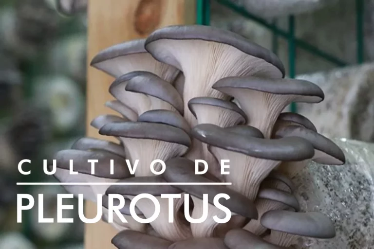 Cultivo de pleurotus. Guía completa con 3 métodos diferentes. 1 cultivo-de-pleurotus