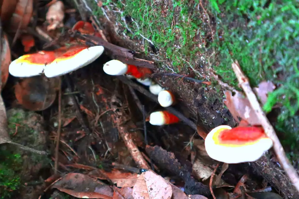 Ganoderma en la naturaleza