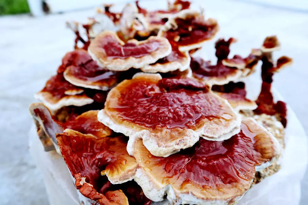 Ganoderma lucidum 1