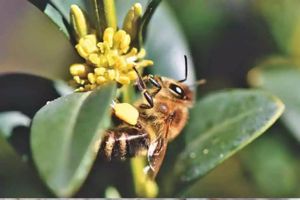 solucion a enfermedades de abejas