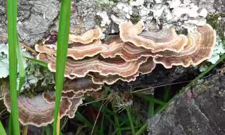 Trametes versicolor medicinal