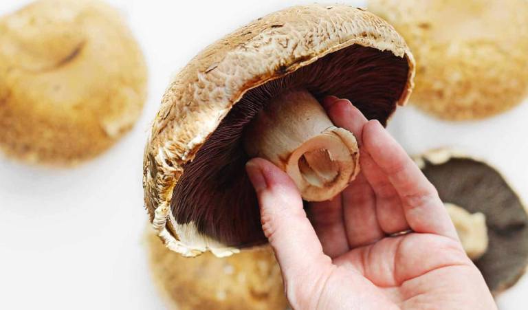 Hongo Portobello: El más gourmet por su gran sabor  10 hongo portobello