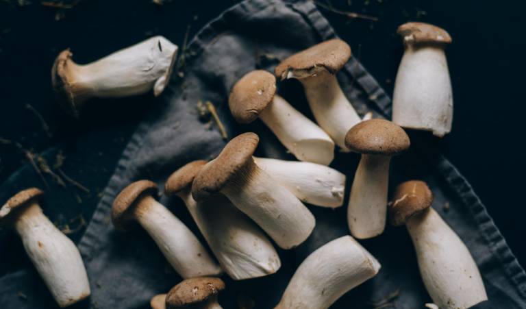 Hongos Eryngii: El Rey de las Setas 9 king oyster