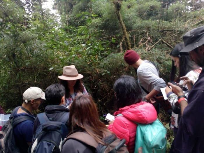 El Poder de la Micorremediación: Hongos que Restauran Ecosistemas Contaminados 9 hongos silvestres