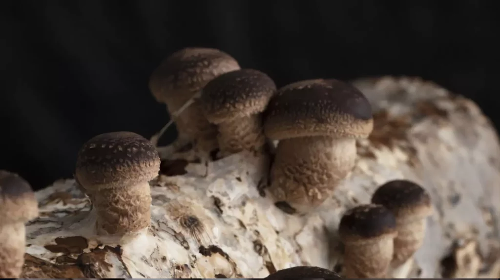 Propiedades del Shiitake