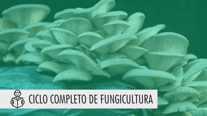 curso-de-cultivo-de-hongos