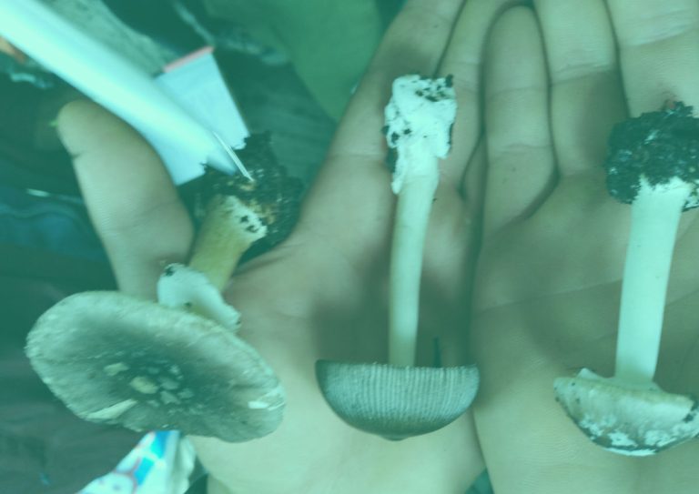 Guía Completa de Identificación de Hongos: Desde Comestibles hasta Tóxicos 2 salida de identificacion 1