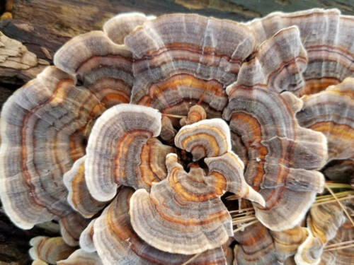 Melena de leon / Cepa de Hericium Variedad altas temperaturas