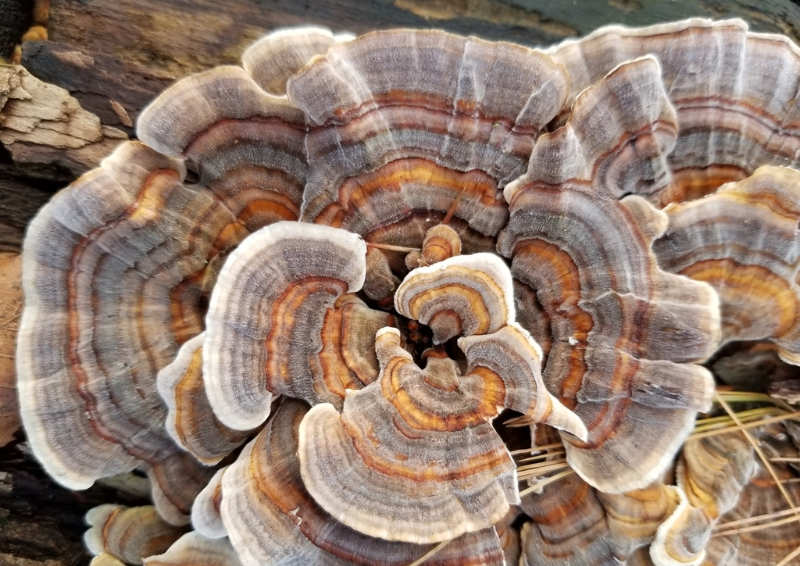 Cola de pavo trametes versicolor