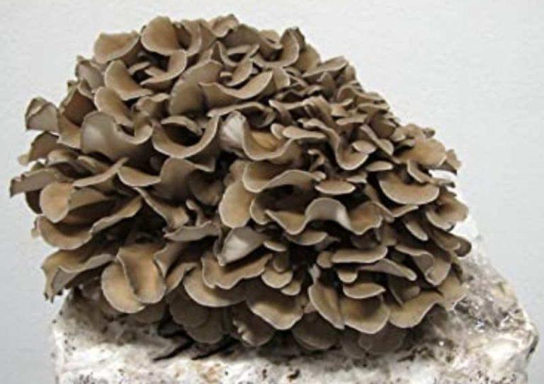 Todo lo que necesitas saber sobre el hongo Maitake  2 Grifola frondosa 1