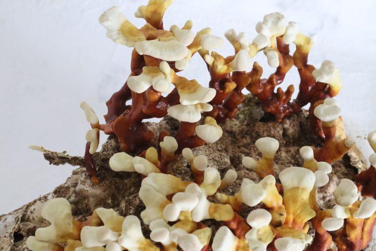 Descubre los Beneficios de los Hongos Nutracéuticos: Potencia tu Salud de Forma Natural 7 IMG 3213