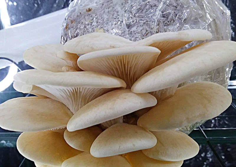 Pleurotus populinus 1