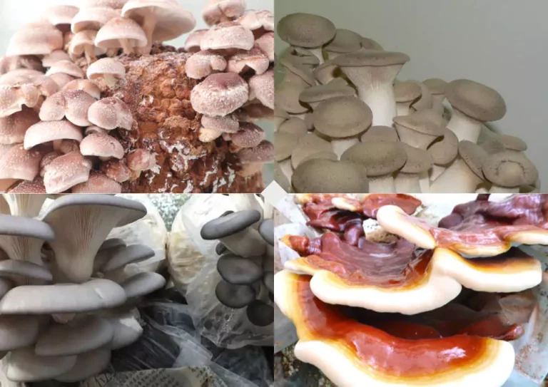 Fructificación de hongos; un guía detallada 1 taller de cultivo de hongos