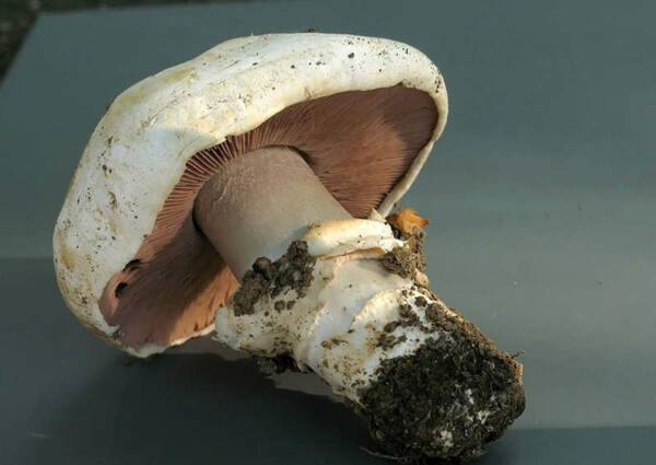 Champiñon de clima cálido (Agaricus bitorquis)