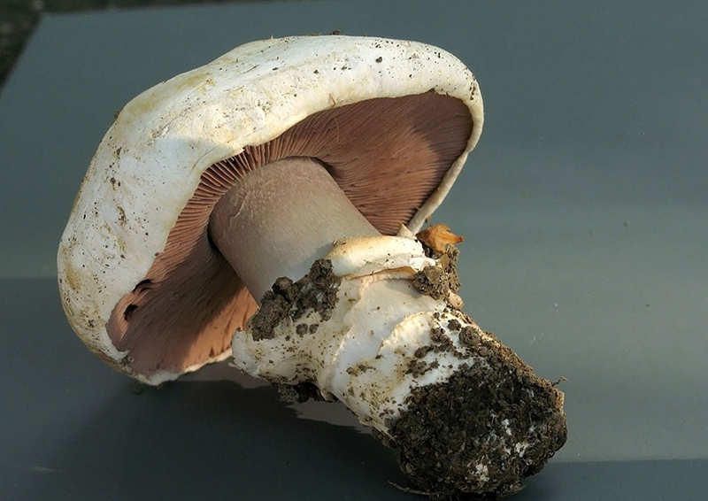 Champinon de clima calido agaricus bitorquis