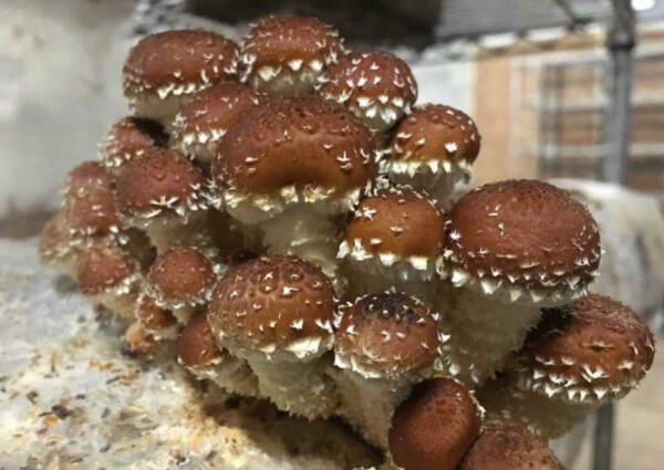 Chestnut mushroom pholiota adiposa