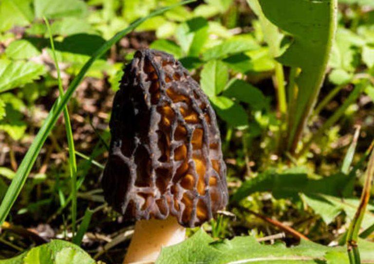 Una guía completa para aprender sobre los beneficios para la salud de los hongos Morel  3 Colmenilla negra australiana