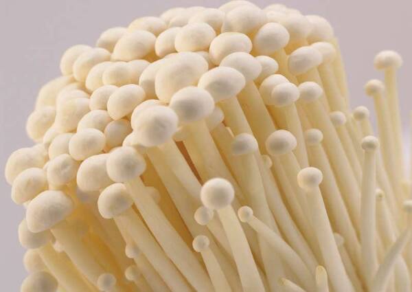 Enoki blanco flammulina velutipes