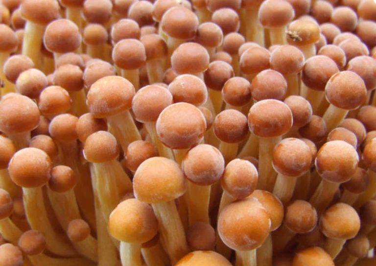 Introducción a los Tipos de Basidiomicetos 8 Enoki dorado Flammulina velutipes