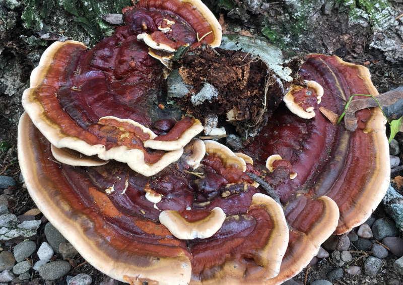 Ganoderma sessile