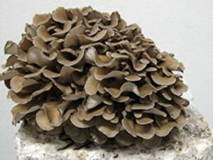 Maitake (Grifola frondosa) / Cepa