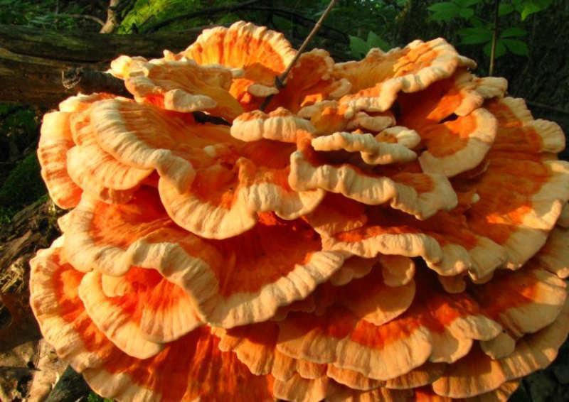 Laetiporus cincinnatus