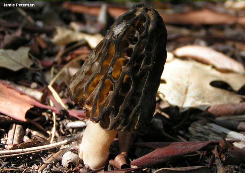 Morchella brunnea