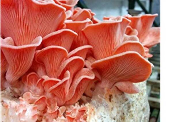 Pleurotus djamor