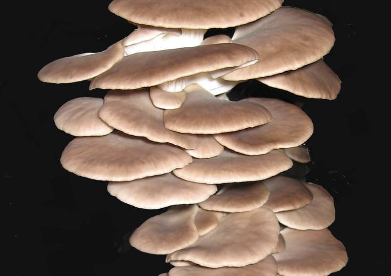 Pleurotus pulmonarius