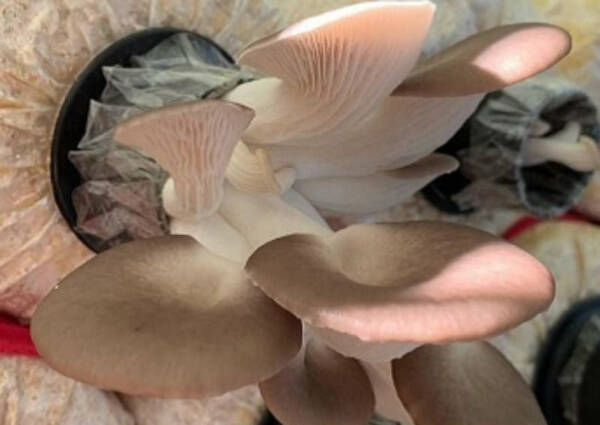 Pleurotus sajor caju