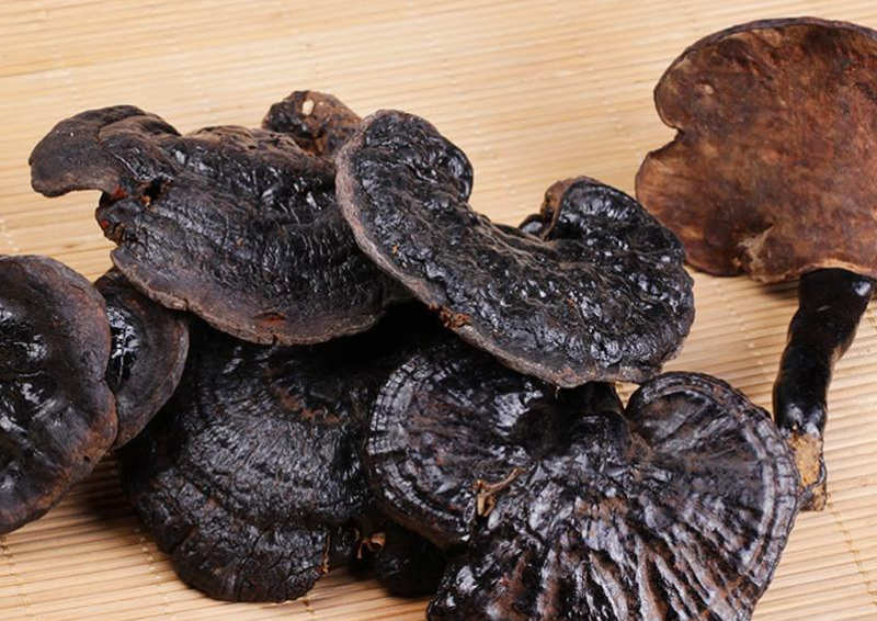 Reishi negro ganoderma formosanum