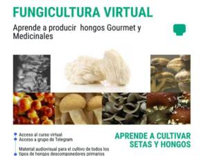 Productividad en la fungicultura: Cómo iniciar un negocio exitoso de cultivo de hongos