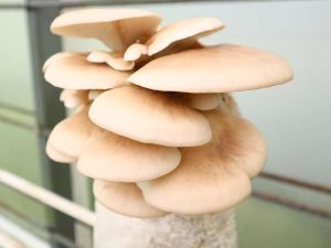 curso de cultivo de hongos