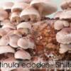 Shiitake 1 scaled