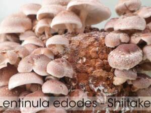 Shiitake Lentinula Edodes / Cepa