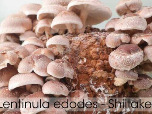 Melena de leon / Cepa de Hericium Variedad altas temperaturas
