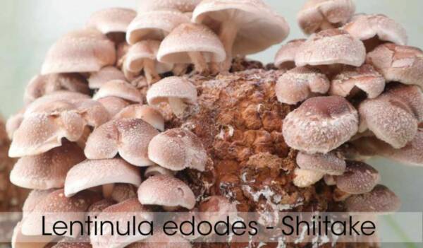 Shiitake 1 scaled