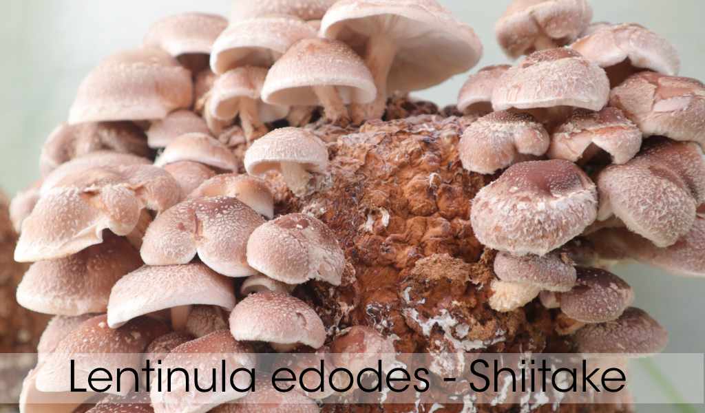 Shiitake 1