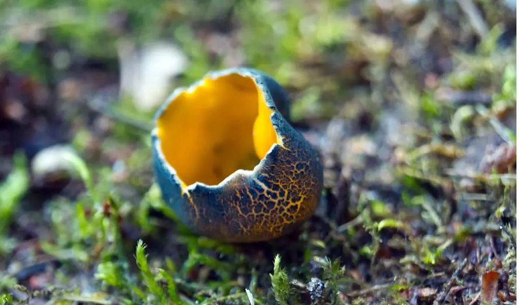 Ascomicetos: Su Rol en la Descomposición y Reciclaje de Materia Orgánica 2 Ascomycota Caloscypha fulgens