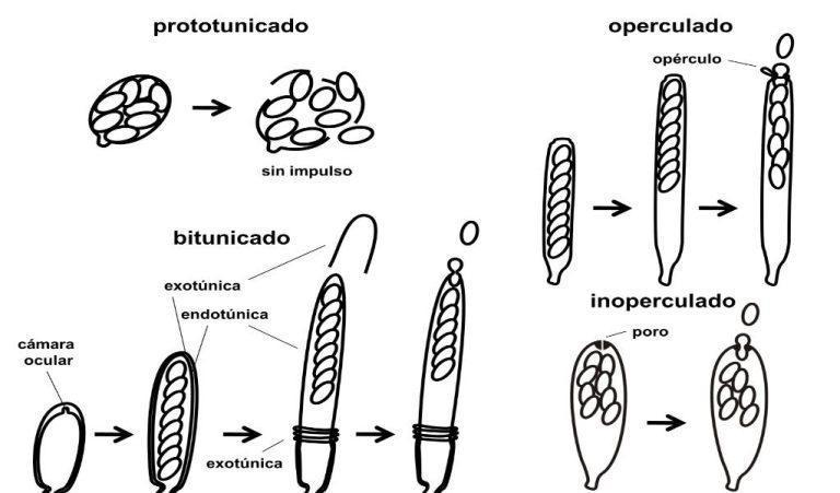Características de los Ascomycetos 2 tipos de ascomycota