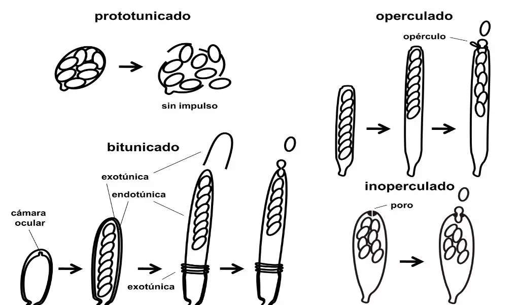 Ascomicetos: Su Rol en la Descomposición y Reciclaje de Materia Orgánica 4 tipos de ascomycota