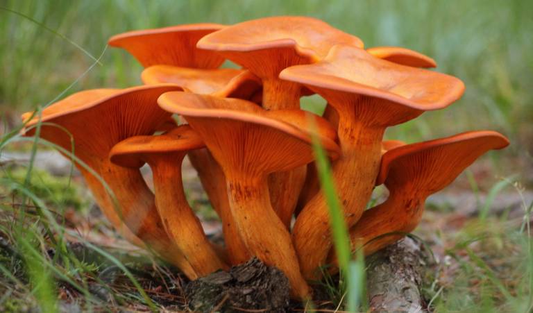 Hongos Pluricelulares: Un Viaje al Fascinante Mundo de los Fungi 7 Omphalotus olearius